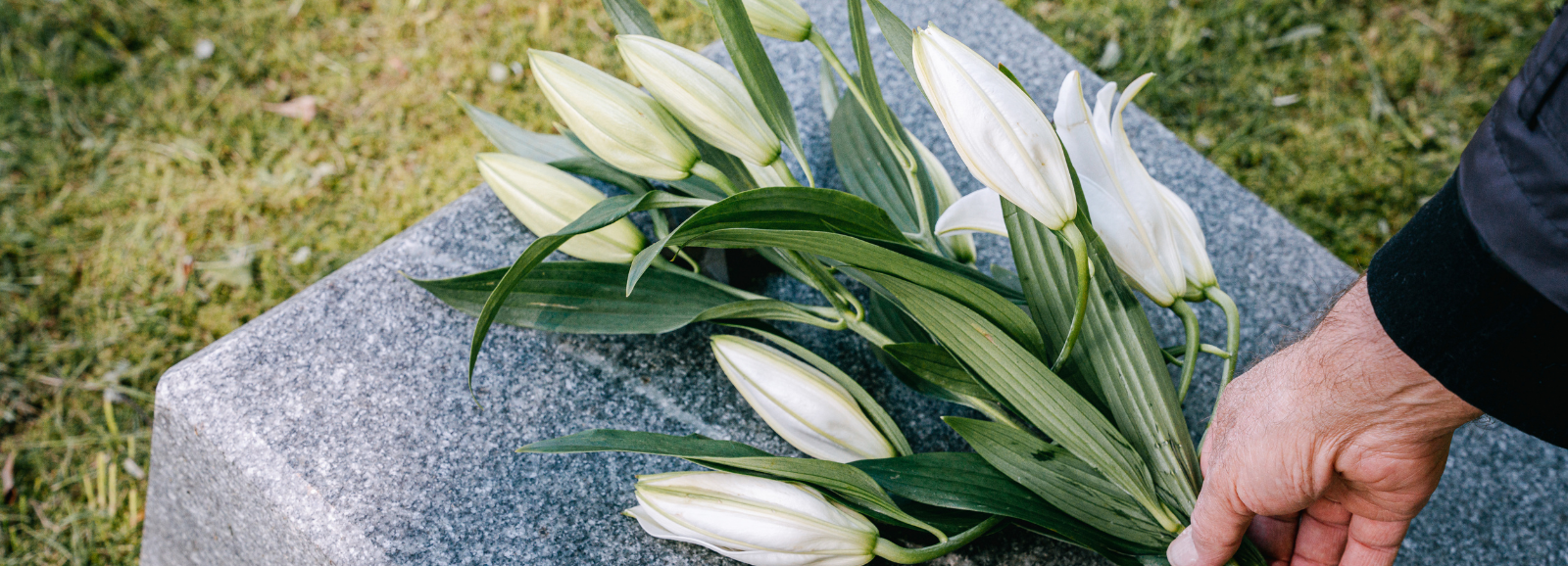 Bunch of white lilies being laid on a grave.