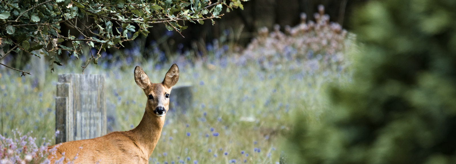 A deer in the foliage within the cemetery.