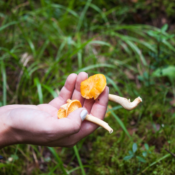 A hand holding to foraged mushrooms