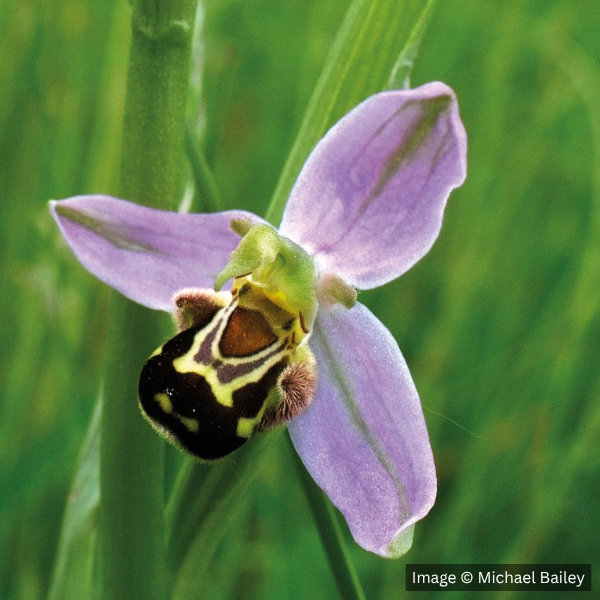 Close-up of a purple bee orchid flower.
