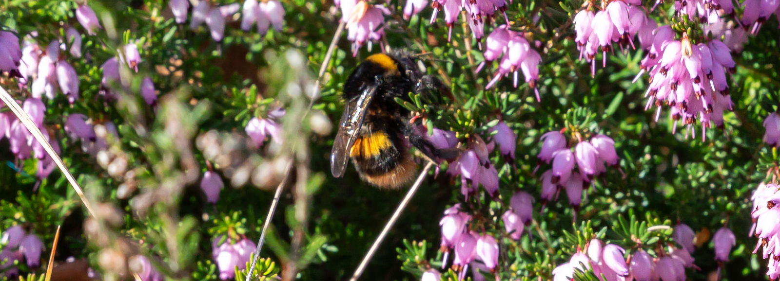 Raised boardwalk through wetland area.