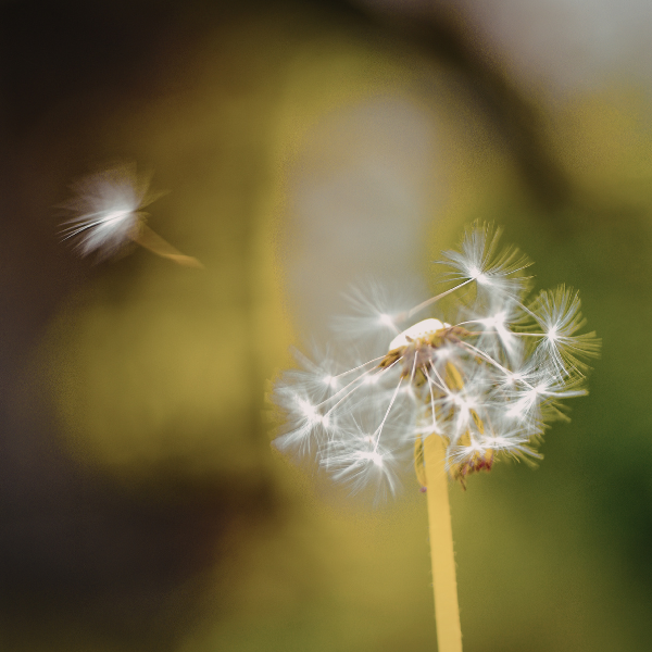 Abstract image of dandelion seeds being scattered in the breeze.