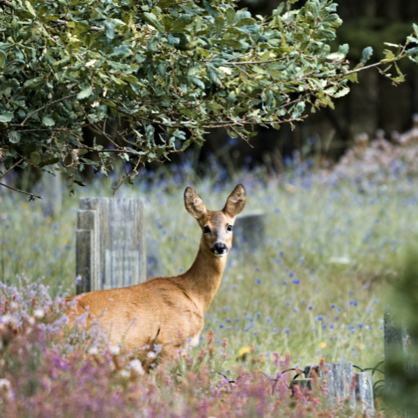 A deer in the long grass next to an old headstone