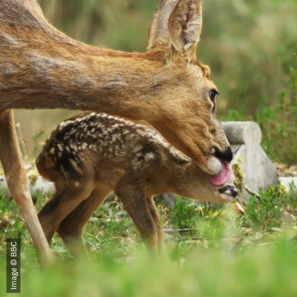 Roe deer licking the face of her baby